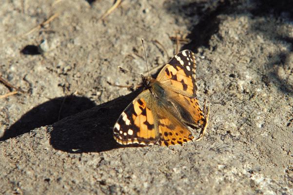 19_schmetterling.jpg