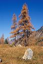 11_larchen_am_berninapass