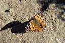 19_schmetterling