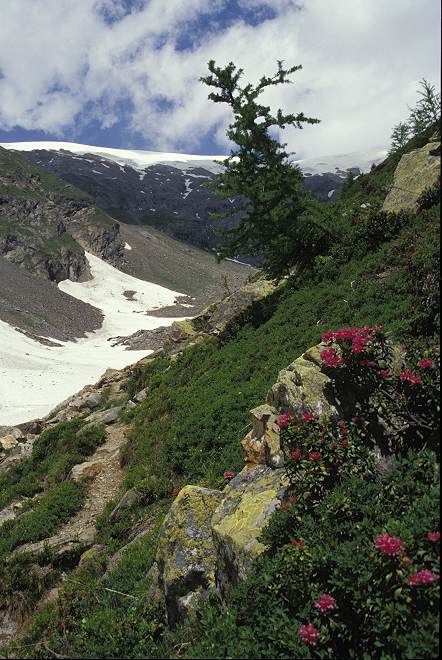 07_blick_zum_petersgrat.jpg