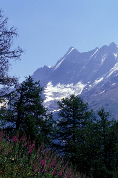 03_schinhorn_