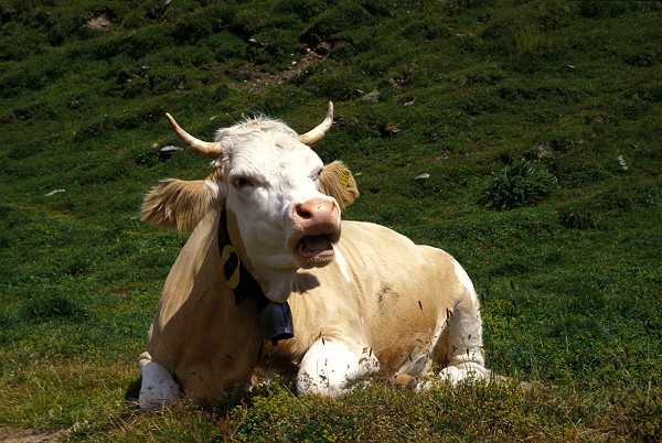 46_alpenschoenheit