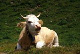 46_alpenschoenheit