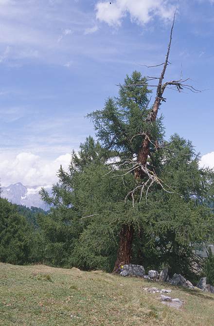 32_alpwiese_1.jpg